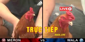 Đá Gà Thomo 24 Tỷ - Thông Tin Về Trận Đá Gà Huyền ThoạiĐá Gà Thomo 24 Tỷ - Thông Tin Về Trận Đá Gà Huyền Thoại